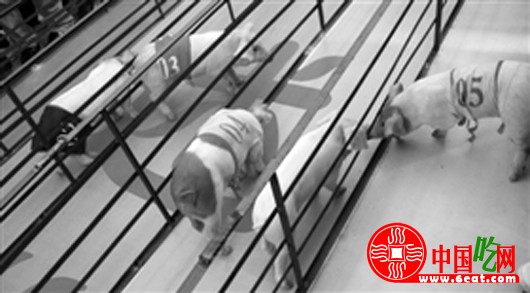 小食客独自享用刚做好的美味猪脚