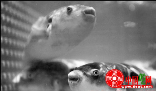 鲅鱼和幼年的河豚长得很像