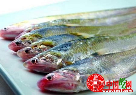 长江刀鱼的人工养殖