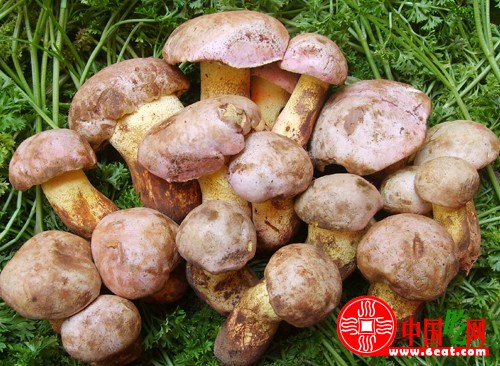 铜绿菌70元每公斤 野生菌被酒店餐馆垄断