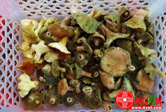 铜绿菌70元每公斤 野生菌被酒店餐馆垄断