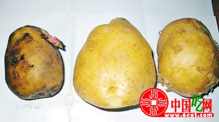 翻新水洗土豆惊现市场  老土豆水洗易中毒