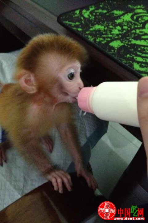 袖珍石猴喝奶 萌翻了