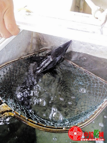 武汉餐馆低价热销中华鲟  杂交鲟冒充（图）