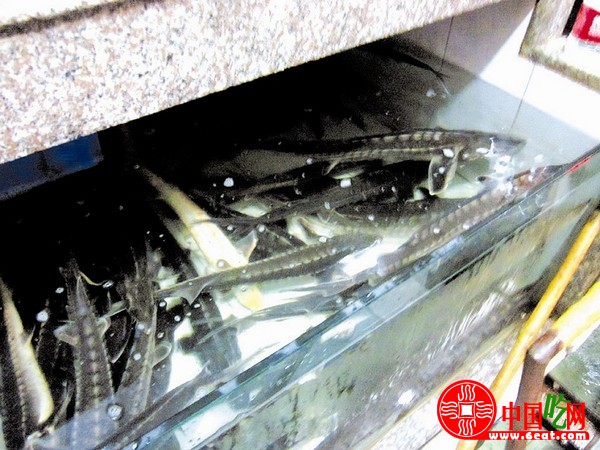武汉餐馆低价热销中华鲟  杂交鲟冒充（图）
