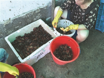 小龙虾在杭州有多火?店铺总量比去年多出一倍