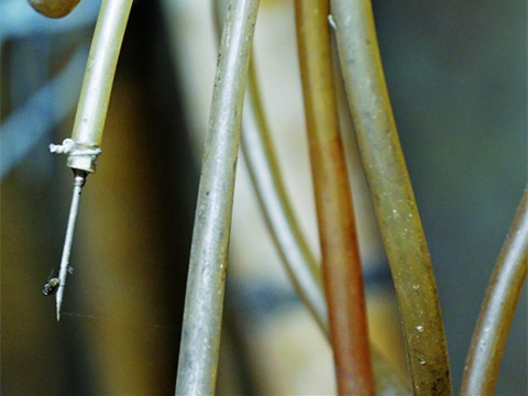 查处私宰家禽窝点 脏水直接注入鸡鸭