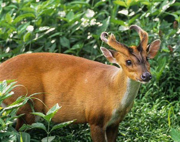 武夷山48元一两“麝香肉” 非法加工餐馆被罚9000元