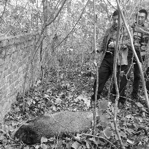 饭店野猪集体越狱 已是第三代野猪了