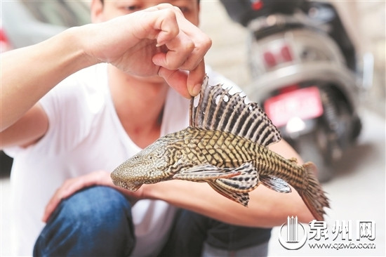 泉州市民捕获怪鱼 科普各种奇特鱼类