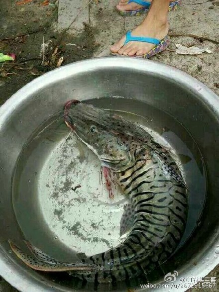 泉州市民捕获怪鱼 科普各种奇特鱼类