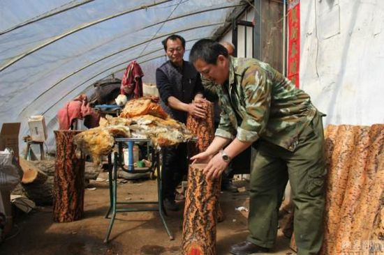 农民获140斤太岁 如今已用其赚了60万元