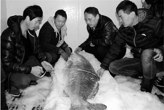 身价上百万长1米69 国家二级保护动物黄唇鱼现身温岭