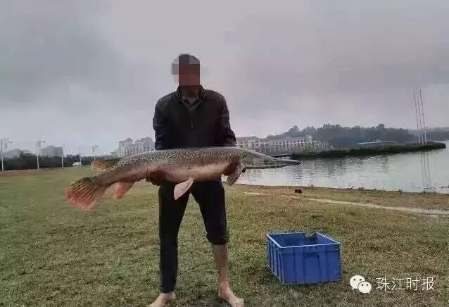 佛山有人钓到超80斤“淡水鱼杀手”